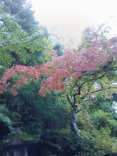 紅葉1